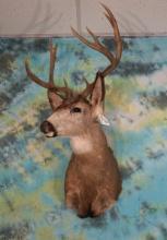 5 x4 Mule Deer Shoulder Taxidermy Mount