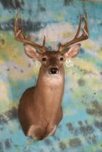 10pt. Whitetail Deer Shoulder Taxidermy Mount