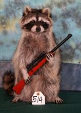 Brand New Raccoon Full Body Taxidermy Novelty Mount