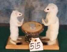 Two White Ermine Playing Poker Novelty Taxidermy Mount