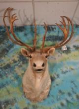 Barren Ground Caribou Shoulder Mount Taxidermy