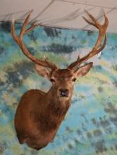 7 x 6 Red Stag Shoulder Mount Taxidermy