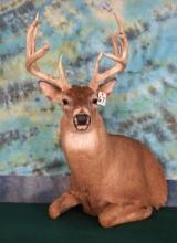 10pt. Half Body Whitetail Deer Taxidermy Mount