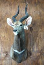 African Southern Nyala Antelope Taxidermy Mount