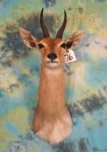 African Mountain Reedbuck Shoulder Mount Taxidermy