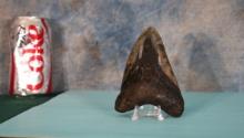 Megalodon "Prehistoric Giant Shark" Polished Fossil Tooth with Stand