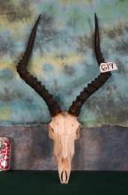 African Impala Skull Taxidermy