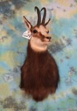 Beautiful Alpine Chamois Shoulder Taxidermy Mount