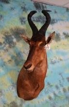 African Red Hartebeest Shoulder Taxidermy Mount