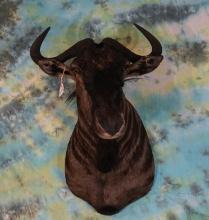 African Blue Wildebeest Shoulder Taxidermy Mount