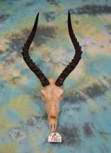 African Impala Ram Skull Taxidermy