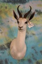 African White Springbuck Gazelle Shoulder Taxidermy Mount