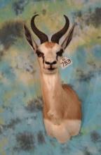 African Common Springbuck Gazelle Shoulder Taxidermy Mount