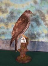 Eurasian Goshawk Taxidermy Bird Mount