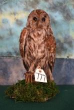 Eurasian Tawny Owl Taxidermy Bird Mount