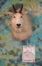 Boone & Crockett 51 6/8"net Rocky Mountain Goat Shoulder Taxidermy Mount