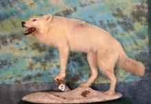 Timber Wolf in Habitat Full Body Taxidermy Mount