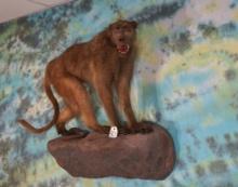 African Chacma Baboon Full Body Wall Taxidermy Mount in Habitat