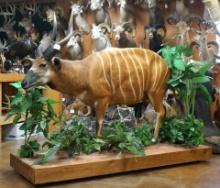 Beautiful African Western Bongo Full Body Taxidermy Mount in Habitat