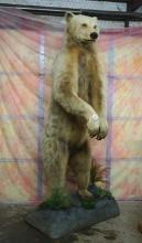 Pretty Blonde Alaskan Brown Bear Full Body Taxidermy Mount