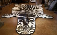 AAA Grant's East African Zebra Rug Taxidermy Mount