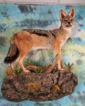 African Black-Backed Jackal Full Body Taxidermy Wall Mount