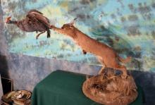 African Caracal Cat with Speckled Guinea Fowl Full Body Taxidermy Mounts