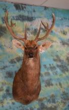 Barasingha Swamp Deer Shoulder Taxidermy Mount **Texas Residents Only!**