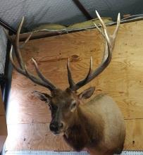 Monster B & C 403 gross Wild Elk Shoulder Taxidermy Mount