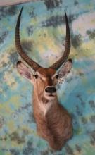 African Waterbuck Antelope Shoulder Taxidermy Mount