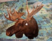 Alaskan Yukon Moose Shoulder Taxidermy Mount