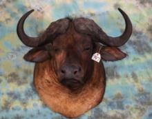 African Cape Buffalo Shoulder Taxidermy Mount