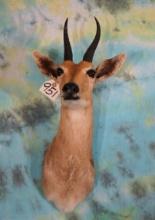 African Mountain Reedbuck Shoulder Taxidermy Mount