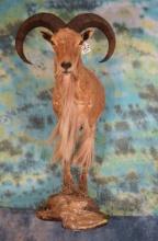 Half Body Aoudad Sheep Taxidermy Ram Mount