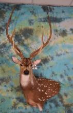 Gold Medal Axis Deer Shoulder Taxidermy Mount