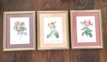 Three Framed Floral Prints