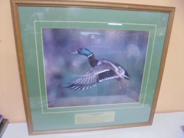 Wild Kingdom Series Framed & Matted Mallard Print