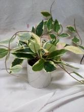 QTY 1 Potted Faux Plant with White and Gray glass pot MSRP: 15.00