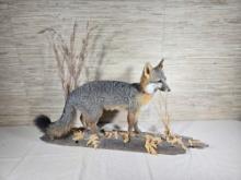 Gray Fox Taxidermy Standing on Lot