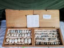 Extensive Bird Egg Collection Arranged by Size in 2 Hand Built Case s