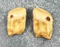 Montana Bull Elk Teeth