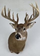 Iowa Non Typical Whitetail Deer Taxidermy Mount