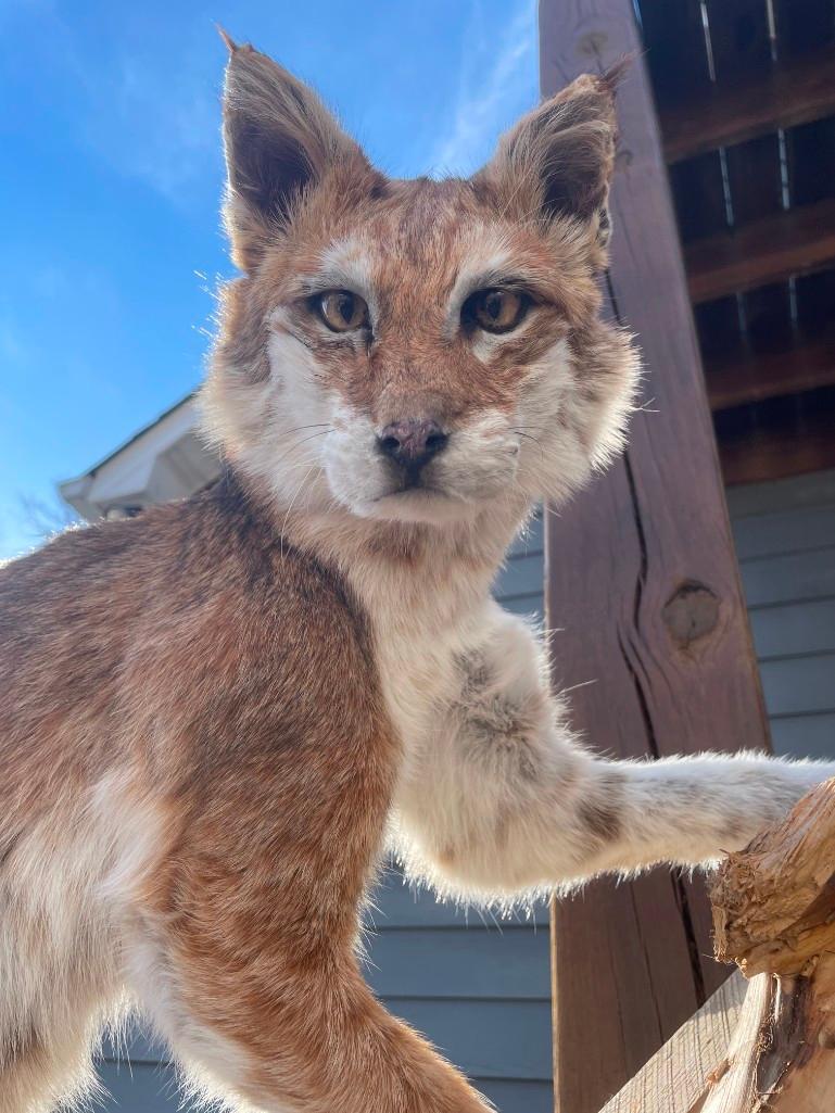 Most UNUSAL Bobcat, EVER ? Lots of White,/red almost PIEBALD, mounted on a hanging wood limb, 58 inc