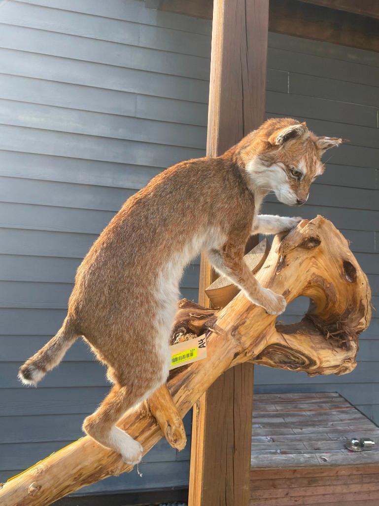 Most UNUSAL Bobcat, EVER ? Lots of White,/red almost PIEBALD, mounted on a hanging wood limb, 58 inc