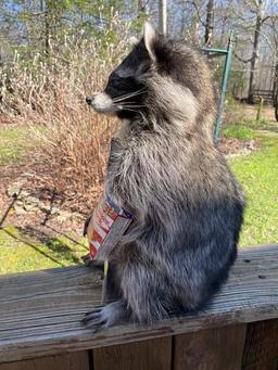 Awesome Cracker Jack Raccoon, NEW taxidermy, 17 inches tall X 10 inches wide great log cabin decor