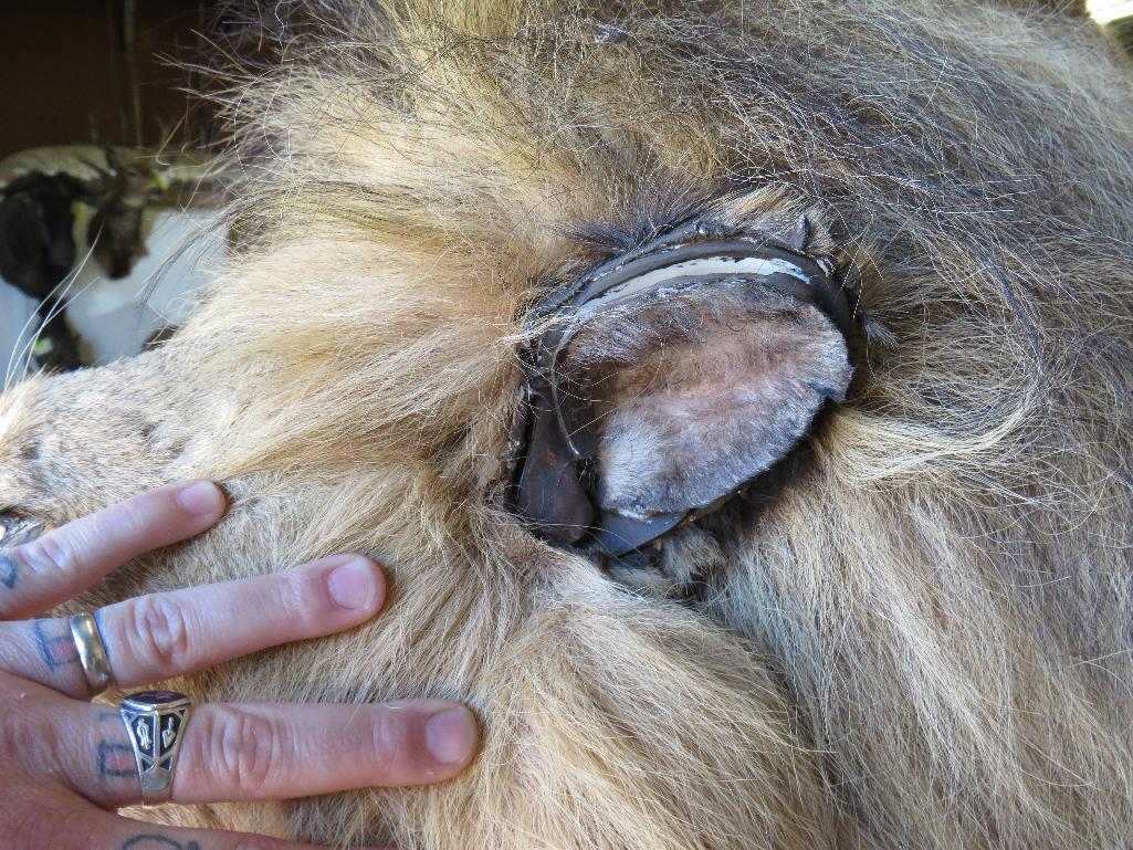 Extra large male African lion on base with continent of Africa stand*TX RES ONLY* NO CLAWS