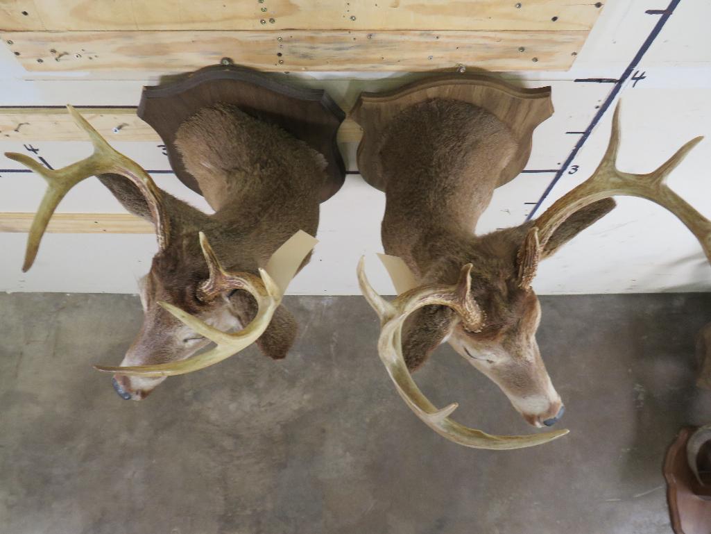2 Whitetail Sh Mts on Plaques (ONE$) TAXIDERMY