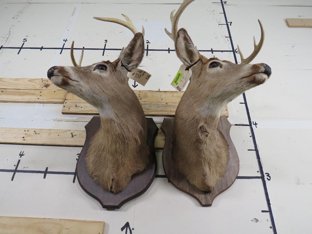 2 Whitetail Sh Mts on Plaques (ONE$) TAXIDERMY