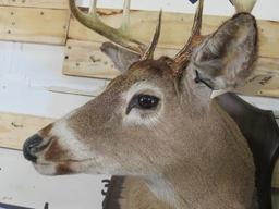 2 Whitetail Sh Mts on Plaques (ONE$) TAXIDERMY