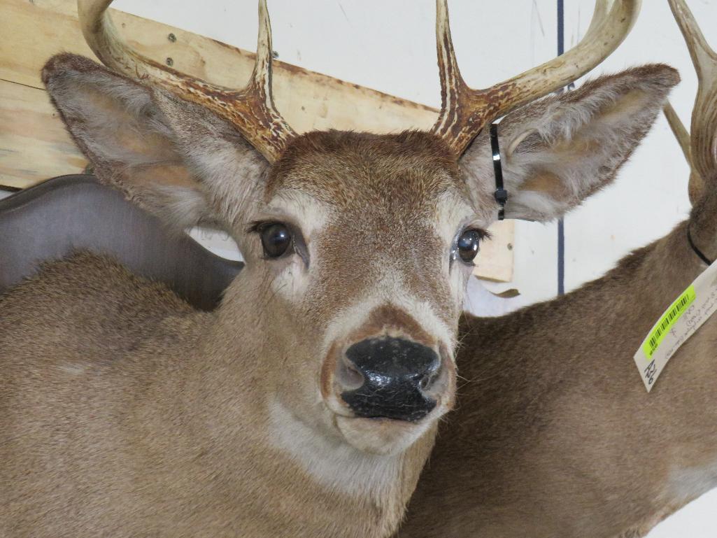 2 Whitetail Sh Mts on Plaques (ONE$) TAXIDERMY